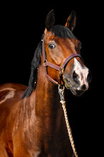Horse Portrait On Dark Background