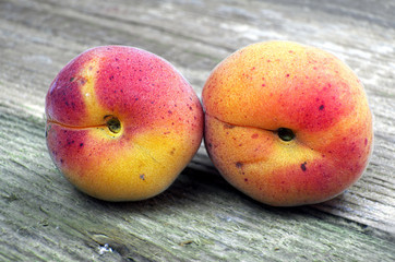 Two Ripe apricots