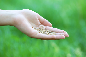 Canvas Print - Wheat grain in female hand on green grass background