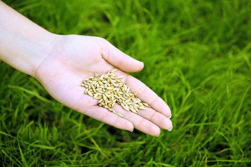 Canvas Print - Wheat grain in female hand on green grass background