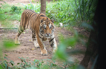 Wall Mural - siberian tiger