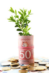 Wall Mural - Money with growing sprout isolated on white