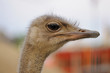 Photography of ostrich head in profile