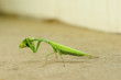 Photography of praying mantis eating sitting on sand 1