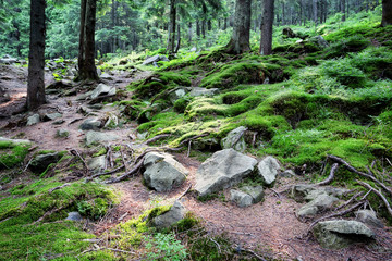 Wall Mural - mysterious forest with rocks and moss