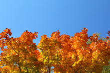 Autumn Leaves On Trees On Sky Background