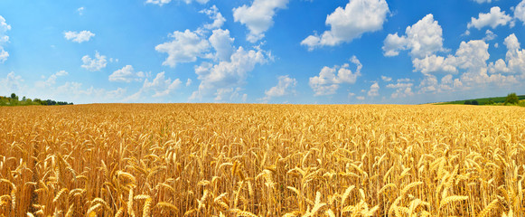 Wall Mural - Wheat field