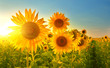 Leinwandbild Motiv Sunflowers