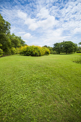 Green summer park garden.