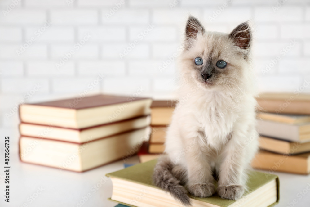 Cute little cat with books on light background