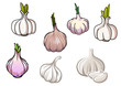 Set of isolated garlic vegetables