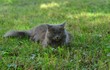 Cat lying on the grass with closed eyes