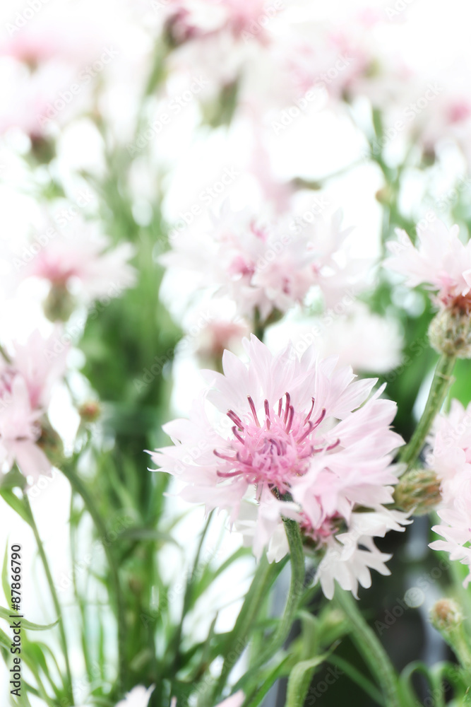 Beautiful small cornflowers close up