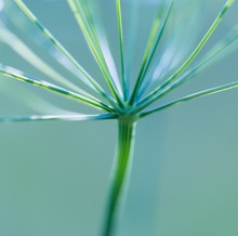 Close Up Of Wild Carrot Flower