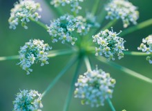 Close Up Of Wild Carrot Flower