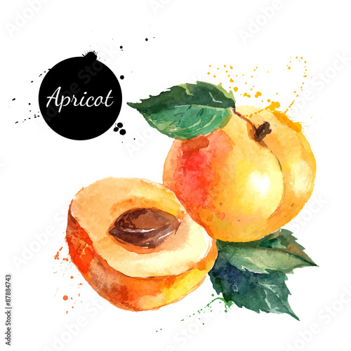 Fotografía Hand drawn watercolor painting apricot on white background