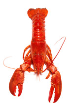 Red Lobster Isolated On White Background