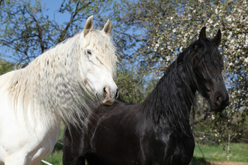 White andalusian horse with black friesian horse