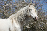 Fototapeta  - Andalusian mare with long hair in spring