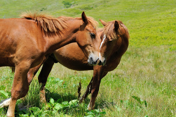 Wall Mural - horse