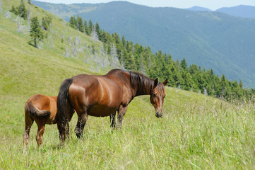 Wall Mural - horse