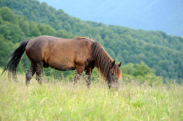 Wall Mural - horse