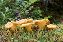 Group Of Chantarelles In Moss