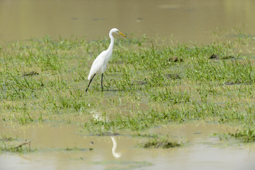 Sticker - White egret