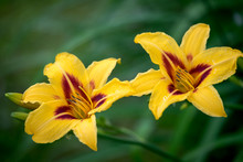 Two Yellow Daylily Blooming In A Garden