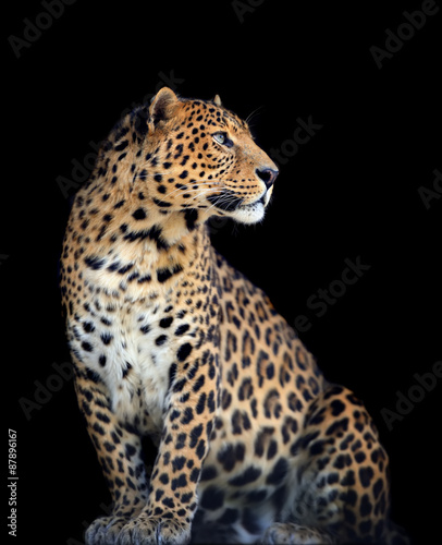 Leopard Slika na platnu