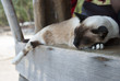 Sleeping thai cat.