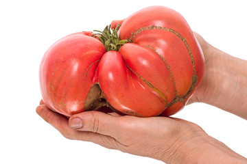 Wall Mural - Tomato 1 kg