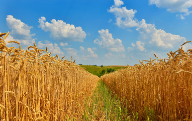 A path among wheat fields