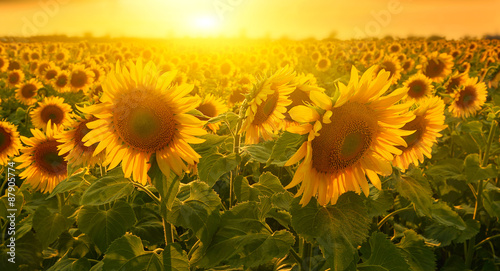 Sunny sunflowers Fototapete