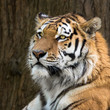 Amur Tiger close up headshot. Panthera tigris ataica