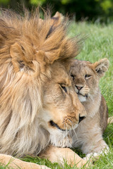 Wall Mural - father and daughter. lion and lioness cub close together showing affection.