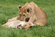 Two male lion cubs playing in grass together.