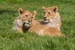 Two male lion cubs lying in grass together.