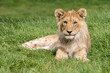 Male lion cub lying in grass