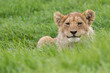 Male lion cub lying in grass poking his head up.