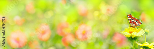 Banner  -  Garden with beautiful flowers and butterfly