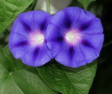 Two Purple Morning Glory Flowers
