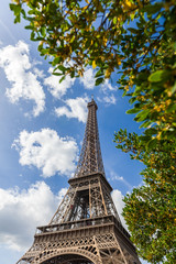  Eiffel Tower through the trees