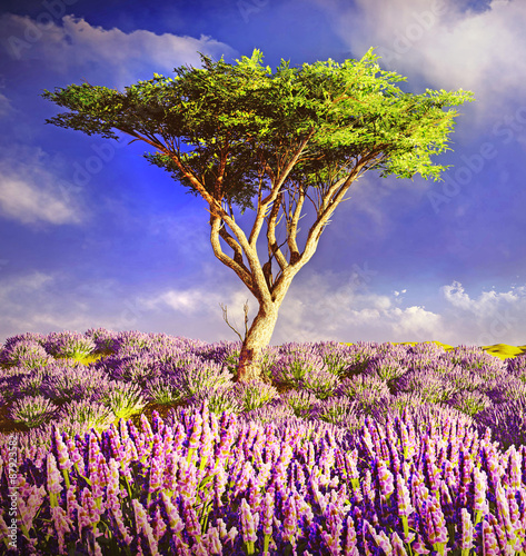 Naklejka na szybę Lavender fields 