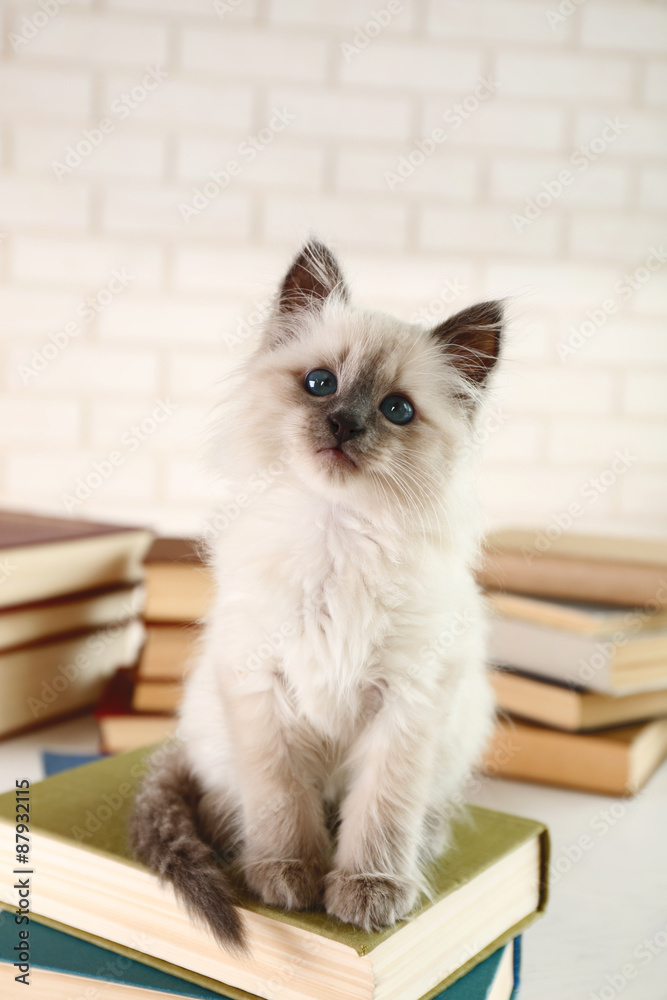 Cute little cat with books on light background