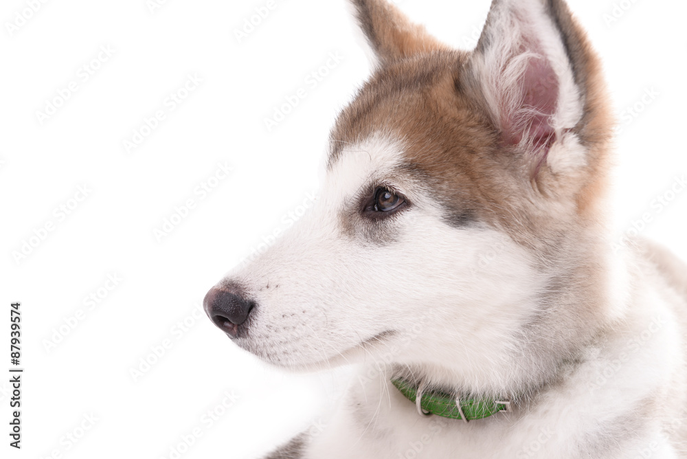 Portrait of Malamute puppy isolated on white