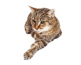 Fototapeta Koty - Old and Tired Tabby Cat Laying