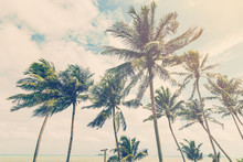 Coconut Plam Tree On Beach Of Nature Background In Vintage Style