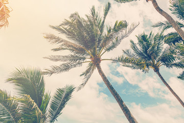 coconut plam tree on beach of nature background in vintage style