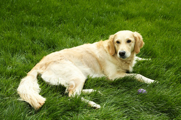 Wall Mural - Adorable Labrador lying on green grass, outdoors